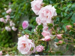 Роза плетистая 