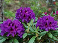Рододендрон гибридный 