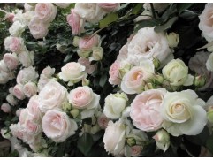 Роза плетистая 