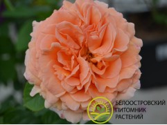 Роза плетистая Роза плетистая