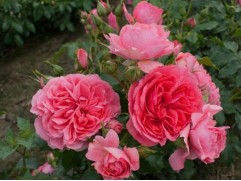 Роза плетистая 