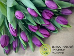 Тюльпан сорт 