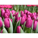 Тюльпан сорт "Roeska"