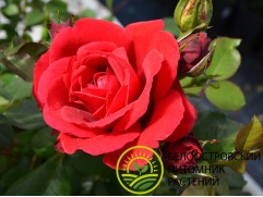 Роза плетистая Роза плетистая