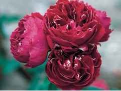 Роза ремонтантная гибридная 