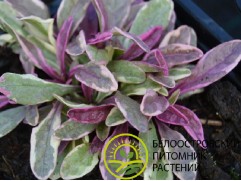 Живучка ползучая 