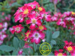 Роза полиантовая 