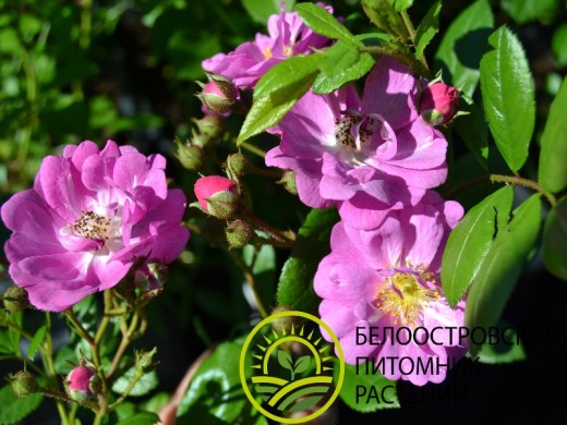 Роза полиантовая 