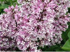 Сирень раскидистая Сирень раскидистая