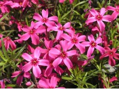 Флокс шиловидный 