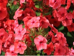 Флокс метельчатый 