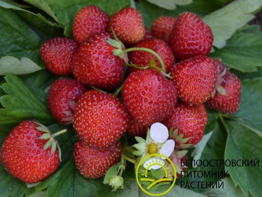 Земляника крупноплодная 
