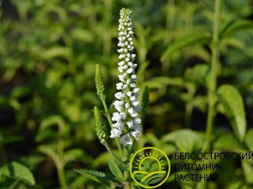 Вероника белая 