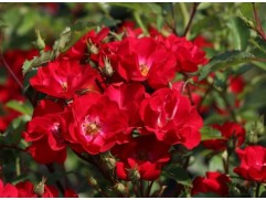 Роза почвопокровная 