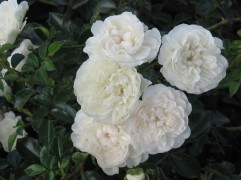 Роза почвопокровная 