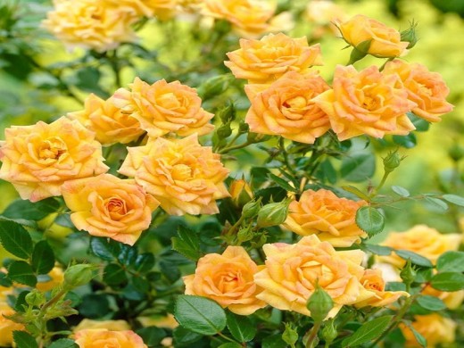 Роза почвопокровная Роза почвопокровная