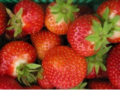 Земляника крупноплодная 