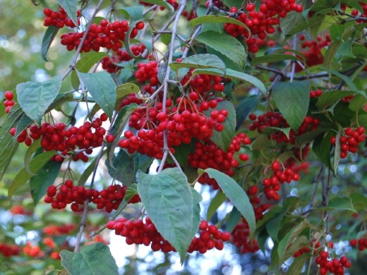 Калина Калина