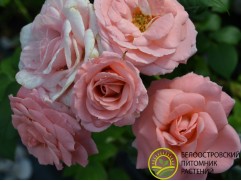 Роза спрей Роза спрей