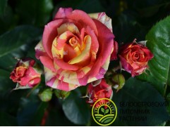 Роза спрей Роза спрей