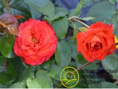 Роза спрей Роза спрей