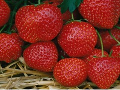 Земляника крупноплодная Земляника крупноплодная