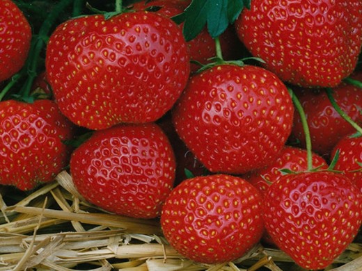 Земляника крупноплодная Земляника крупноплодная