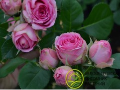 Роза спрей Роза спрей