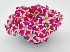 Петуния крупноцветковая 