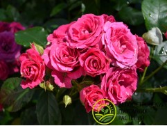 Роза спрей Роза спрей