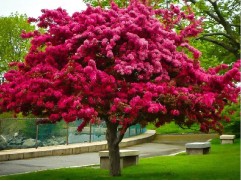 Яблоня  декоративная 