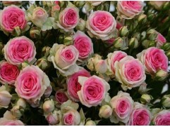 Роза спрей Роза спрей