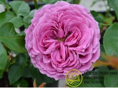 Роза спрей Роза спрей