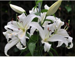 Лилия восточная Лилия восточная