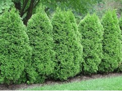 Туя западная Туя западная