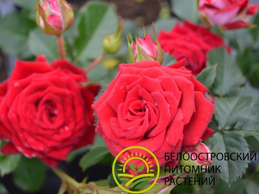 Роза спрей Роза спрей