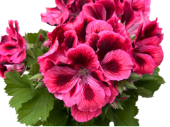 Пеларгония Grandiflorum Elegance Kate Контейнер 1,0л