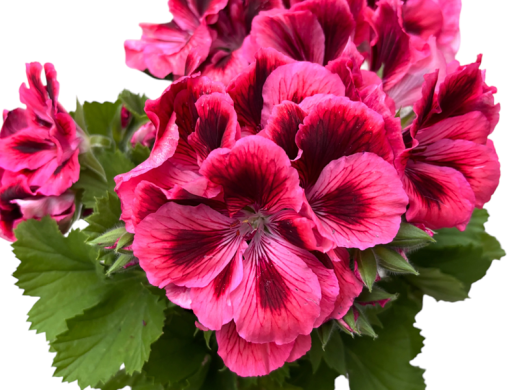 Пеларгония Grandiflorum Elegance Kate Контейнер 1,0л