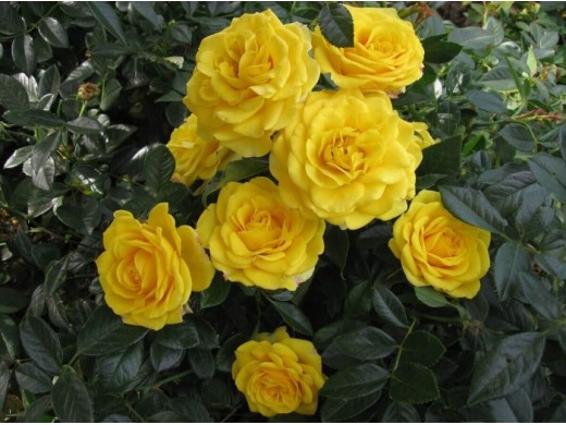 Роза спрей Роза спрей