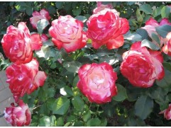 Роза флорибунда 