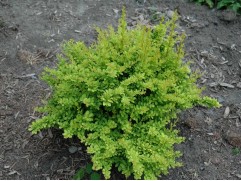 Барбарис Тунберга Барбарис Тунберга