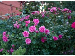 Роза флорибунда 