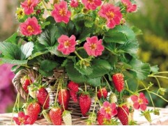 Земляника ампельная ремонтантная 