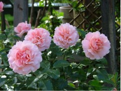 Роза флорибунда Роза флорибунда