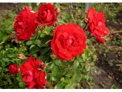 Роза канадская парковая Роза канадская парковая