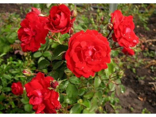 Роза канадская парковая Роза канадская парковая