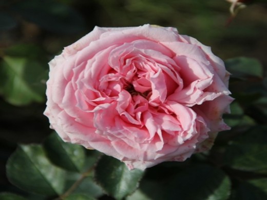 Роза флорибунда Роза флорибунда