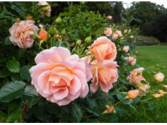 Роза флорибунда 