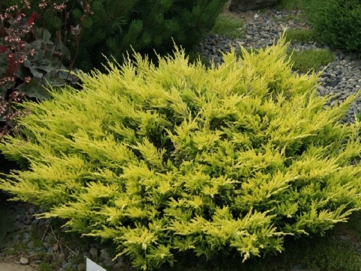 Можжевельник горизонтальный "Limeglow" (Контейнер 2,0л) Можжевельник горизонтальный "Limeglow" (Контейнер 2,0л)