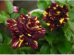 Роза флорибунда 